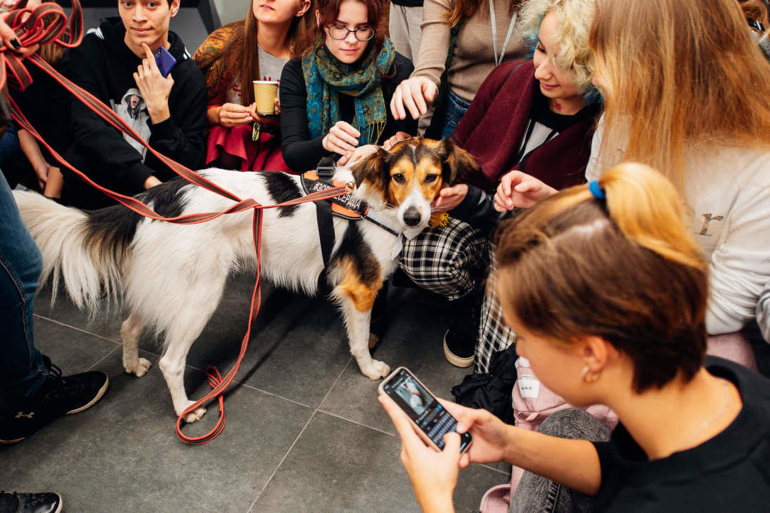 Therapy Dogs Come to HSE University